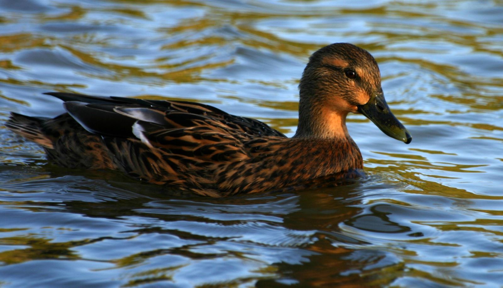 Duck at Fleet Pond